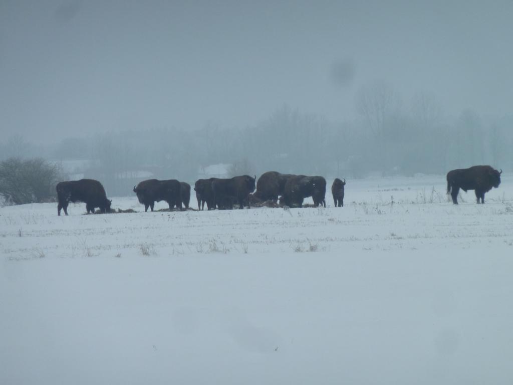 Pokoje Goscinne ”Zubr” Białowieża Exterior foto